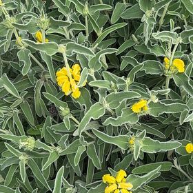 Photo of the plant species Jerusalem Sage by @SharpBonsi24 named Sol on Greg, the plant care app