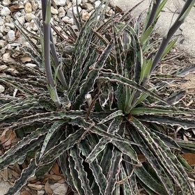 Photo of the plant species Guapilla by @SharpBonsi24 named Xena on Greg, the plant care app