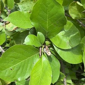Photo of the plant species Cucumber Magnolia by @SharpBonsi24 named Marley on Greg, the plant care app