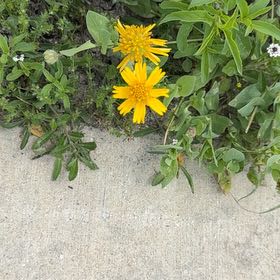 Photo of the plant species Wild Sunflower by @SharpBonsi24 named Dax on Greg, the plant care app