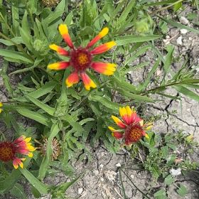 Photo of the plant species Indian Blanket by @SharpBonsi24 named Scarlett on Greg, the plant care app