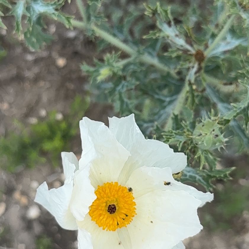 Photo of the plant species Bluestem Pricklypoppy by @SharpBonsi24 named Daphne on Greg, the plant care app