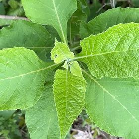 Photo of the plant species White Crownbeard by @SharpBonsi24 named Sage on Greg, the plant care app