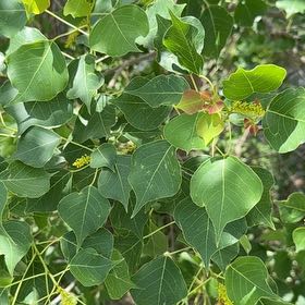 Photo of the plant species Chinese Tallow by @SharpBonsi24 named Morgan Treeman on Greg, the plant care app