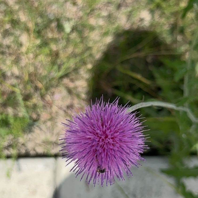 Photo of the plant species Spear Thistle by @SharpBonsi24 named Rihanna on Greg, the plant care app