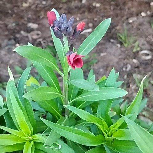 Photo of the plant species Flowering Flax by @DearFraserfir95 named Rainier on Greg, the plant care app