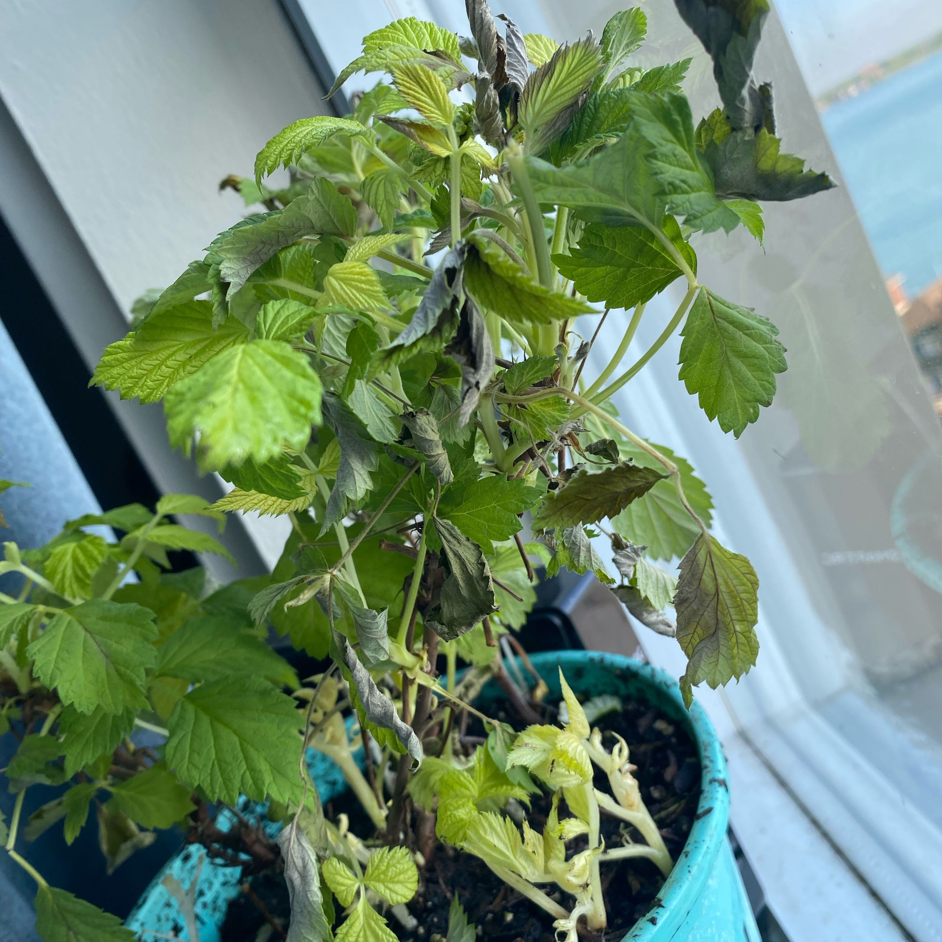 Photo of the plant species Raspberry Shortcake by @BonusCobnut66 named Doja Cat on Greg, the plant care app