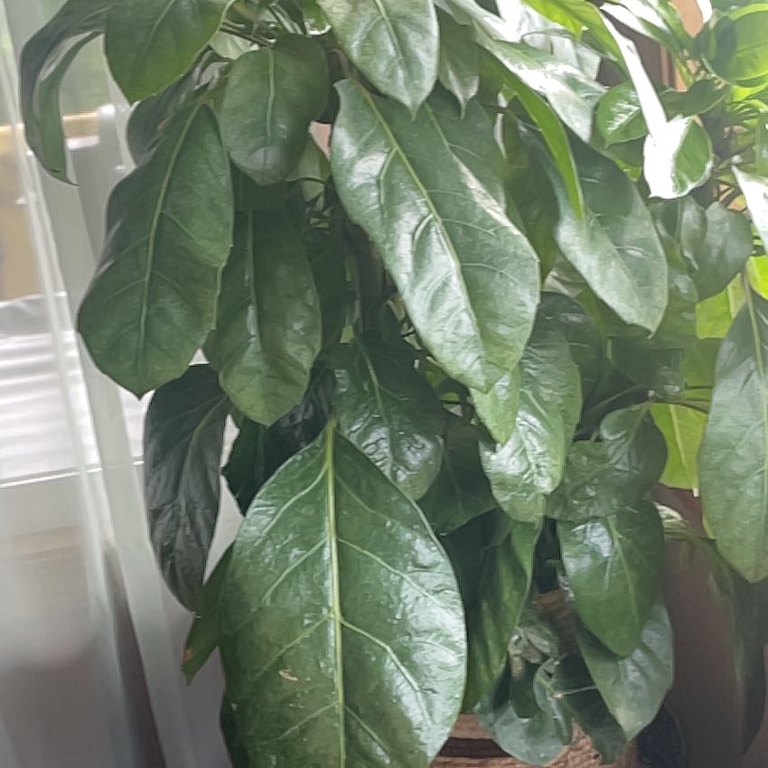 Photo of the plant species Alpine Schefflera by @BossWarnockia0 named Aria on Greg, the plant care app