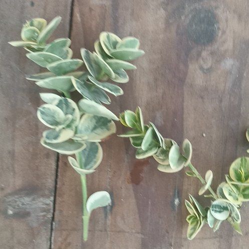 Photo of the plant species Sedum Lime Twister by @Premierplant347 named Terra on Greg, the plant care app