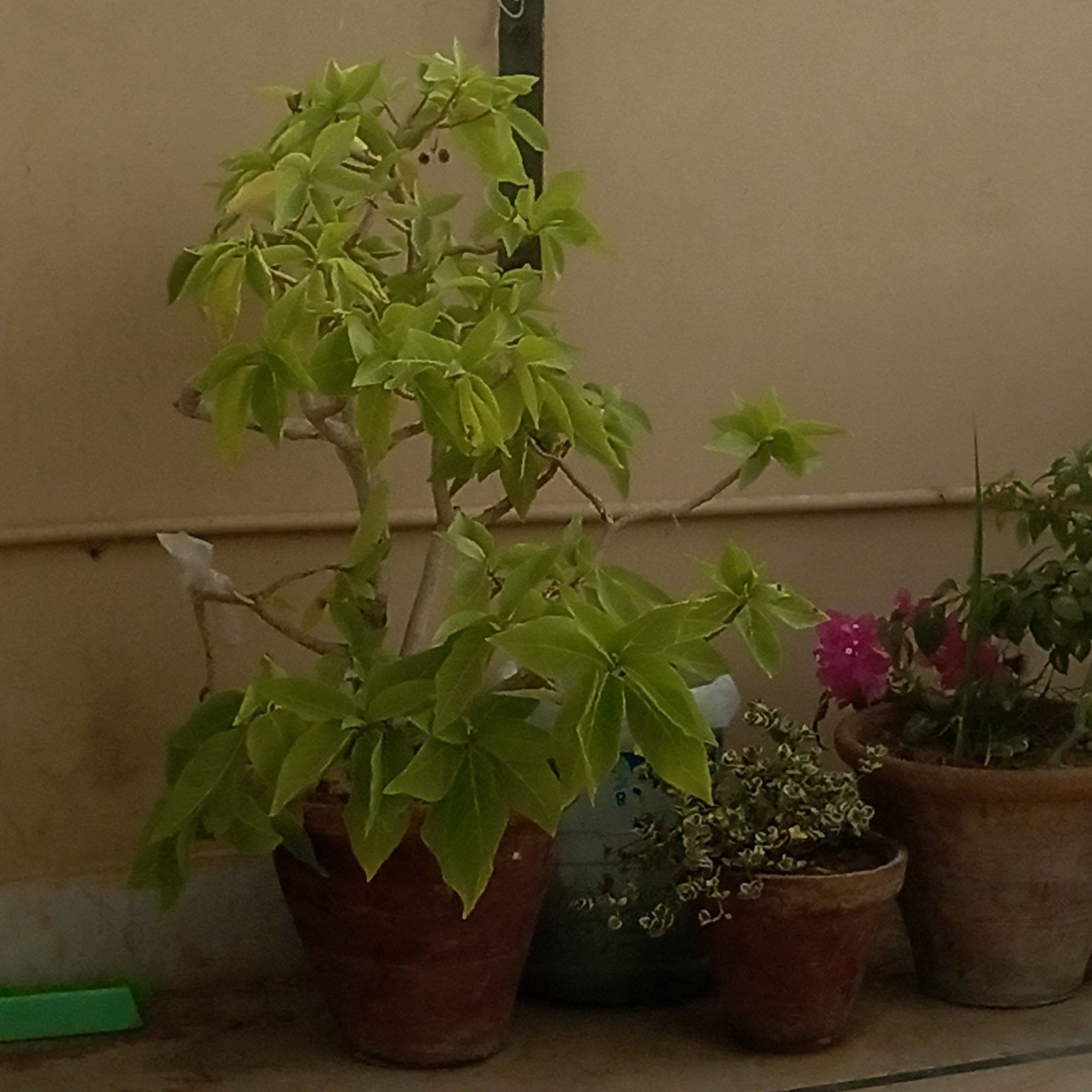 Photo of the plant species Umbrella Magnolia by @Premierplant347 named Harmony on Greg, the plant care app