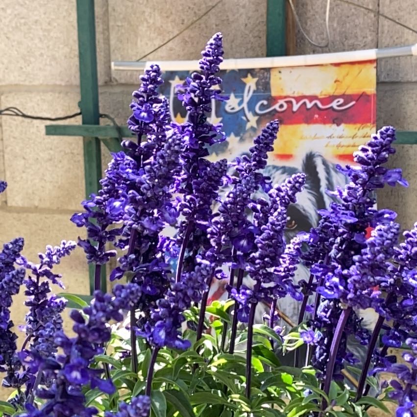 Photo of the plant species Plectranthus ecklonii by @BeefyFeverfew named Nithin on Greg, the plant care app