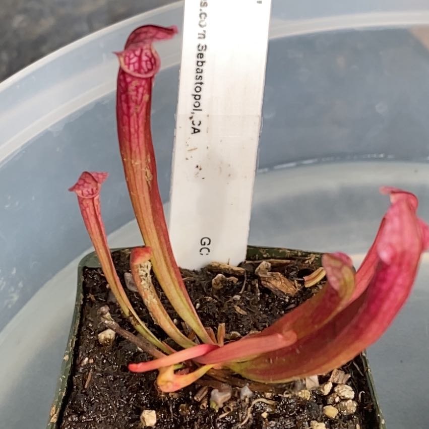 Photo of the plant species Sarracenia by @BeefyFeverfew named Hemingway on Greg, the plant care app