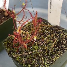 Photo of the plant species Forked Sundew by @BeefyFeverfew named Keanu Leaves on Greg, the plant care app