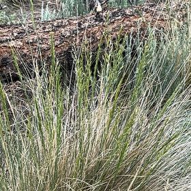 Photo of the plant species Big Muhly by @ModestlyRedsky named Sproutacus on Greg, the plant care app