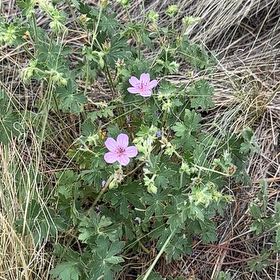 Photo of the plant species Dovefoot Geranium by @ModestlyRedsky named Nemo on Greg, the plant care app