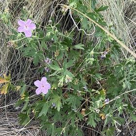 Photo of the plant species Bloody Geranium by @ModestlyRedsky named Rainier on Greg, the plant care app