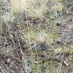 Photo of the plant species Bulbous Bluegrass by @ModestlyRedsky named Naomi on Greg, the plant care app