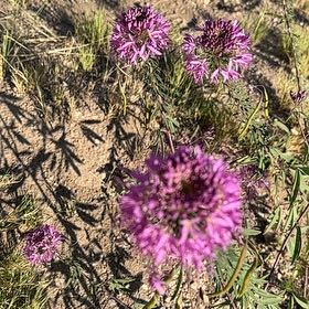 Photo of the plant species Autumn Onion by @ModestlyRedsky named Sigmund on Greg, the plant care app