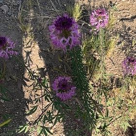 Photo of the plant species Lemon Bergamot by @ModestlyRedsky named Fernie Mac on Greg, the plant care app