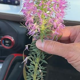 Photo of the plant species Dense Blazing Star by @ModestlyRedsky named Tolkien on Greg, the plant care app