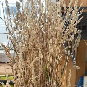 Photo of the plant species Wheatgrass by @ModestlyRedsky named Wheatley on Greg, the plant care app