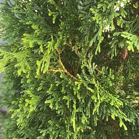 Photo of the plant species Arborvitae by @ModestlyRedsky named Miley on Greg, the plant care app
