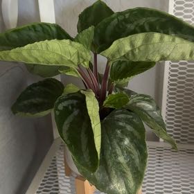 Photo of the plant species Peperomia Ecuador by @ZanySeadahlia37 named Apollo on Greg, the plant care app