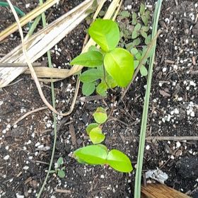 Photo of the plant species Surinam Cherry by @KeyBulrush42 named Elina on Greg, the plant care app
