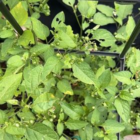 Photo of the plant species American Black Nightshade by @KeyBulrush42 named Aristotle on Greg, the plant care app
