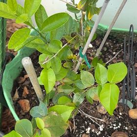 Photo of the plant species Surinam Cherry by @KeyBulrush42 named Achilles on Greg, the plant care app
