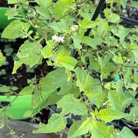Photo of the plant species Black Nightshade by @KeyBulrush42 named Luna on Greg, the plant care app