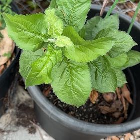 Photo of the plant species Apple by @KeyBulrush42 named Doja Cat on Greg, the plant care app