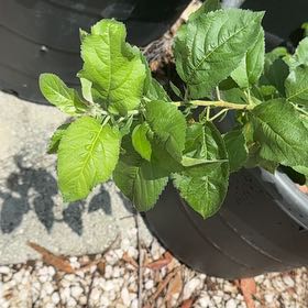 Photo of the plant species Apple by @KeyBulrush42 named Clooney on Greg, the plant care app