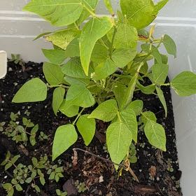 Photo of the plant species Common Bean by @KeyBulrush42 named Mando on Greg, the plant care app