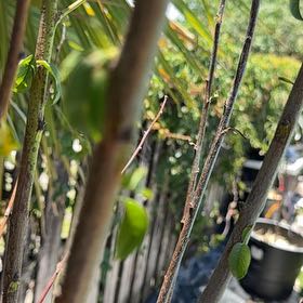 Photo of the plant species Wild Passionfruit by @KeyBulrush42 named Prince on Greg, the plant care app