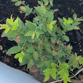 Photo of the plant species Blueberry by @KeyBulrush42 named Girlfrond on Greg, the plant care app