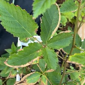 Photo of the plant species Southern Dewberry by @KeyBulrush42 named Huckleberry Fern on Greg, the plant care app