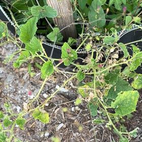 Photo of the plant species Cultivated Radish by @KeyBulrush42 named Figyonce on Greg, the plant care app