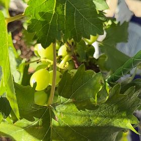 Photo of the plant species Muscadine Grape by @KeyBulrush42 named Rihanna on Greg, the plant care app