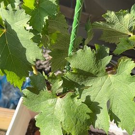 Photo of the plant species Wine Grape by @KeyBulrush42 named Sage on Greg, the plant care app