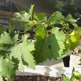 Photo of the plant species Wine Grape by @KeyBulrush42 named Rainier on Greg, the plant care app