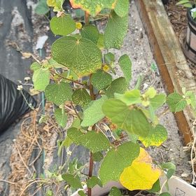 Photo of the plant species Graybark Grape by @KeyBulrush42 named Stella on Greg, the plant care app
