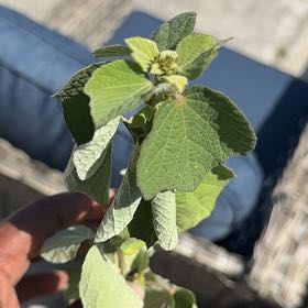 Photo of the plant species Mustang Grape by @KeyBulrush42 named Taylor Swift on Greg, the plant care app