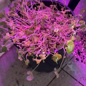 Photo of the plant species Viola Banksii by @UberBlackpea92 named Mando on Greg, the plant care app