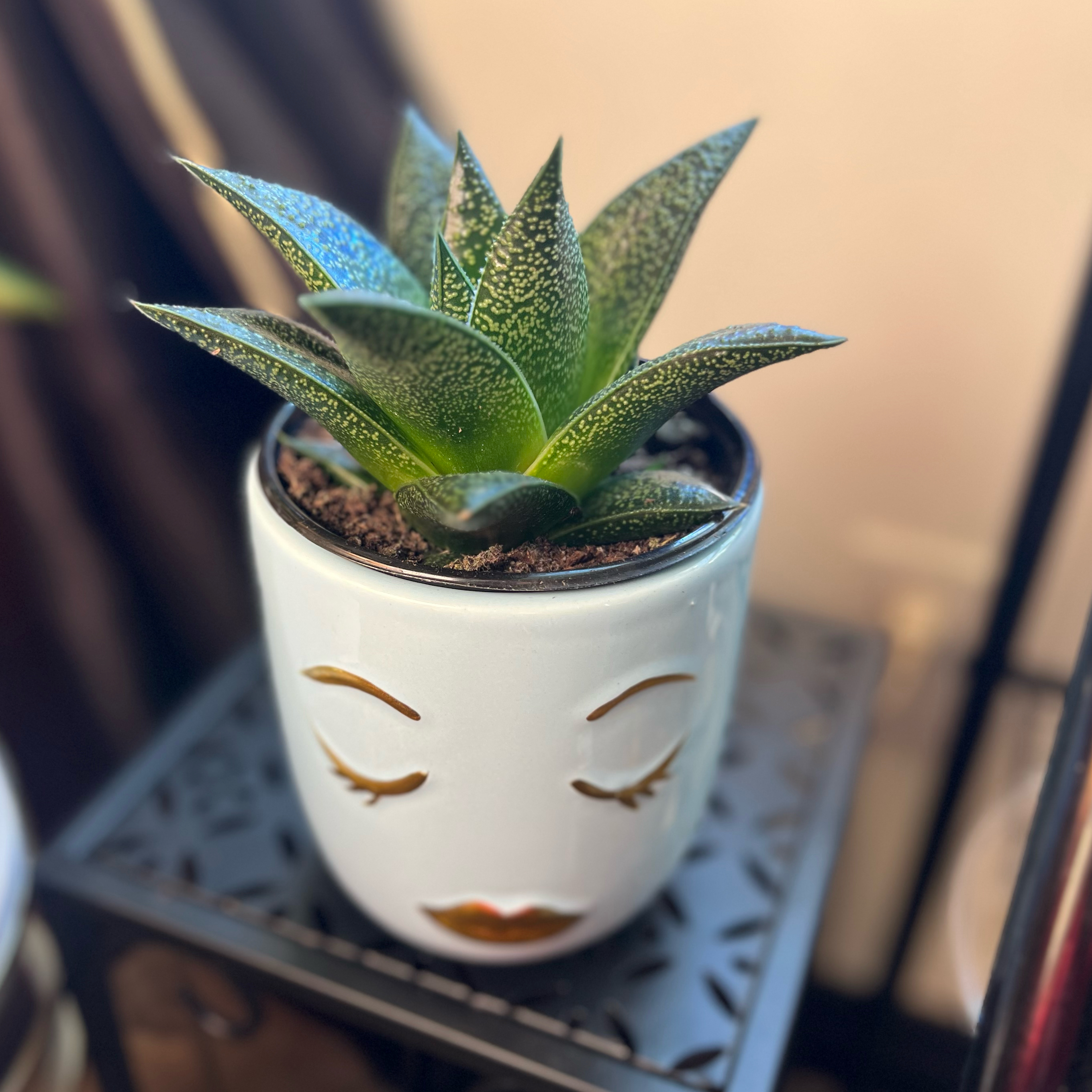 Photo of the plant species Rafiki Haworthia by @jjmart1 named Rafiki on Greg, the plant care app