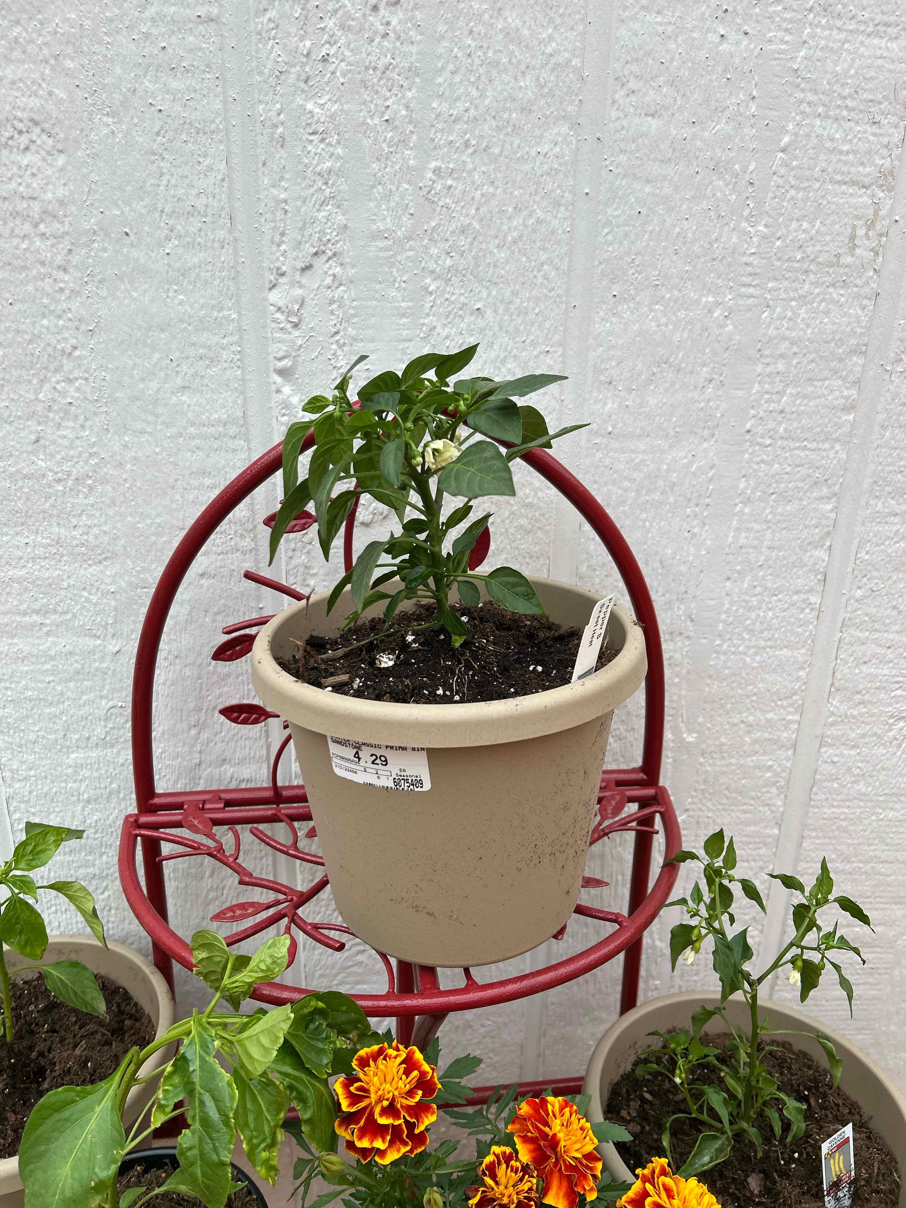 Photo of the plant species Sweet Heat Pepper by @Morganbucky named Lola on Greg, the plant care app