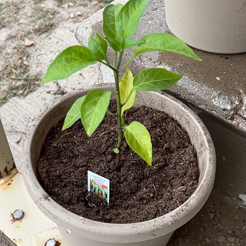 Photo of the plant species Hot Pepper Chipotle by @Morganbucky named Winston on Greg, the plant care app