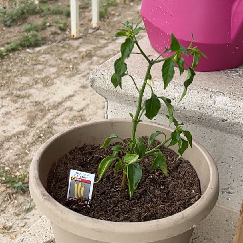 Photo of the plant species Golden Cayenne Pepper by @Morganbucky named Fernie Mercury on Greg, the plant care app