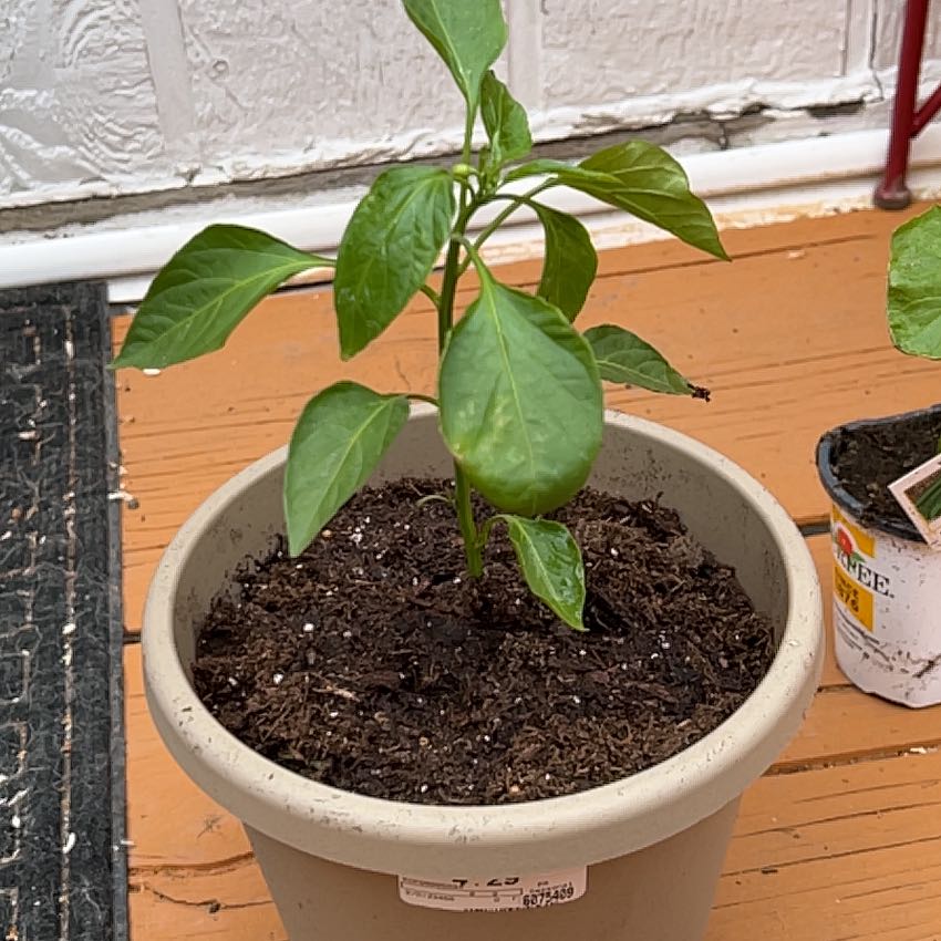 Photo of the plant species Hot Banana Pepper by @Morganbucky named Ulysses S Plant on Greg, the plant care app
