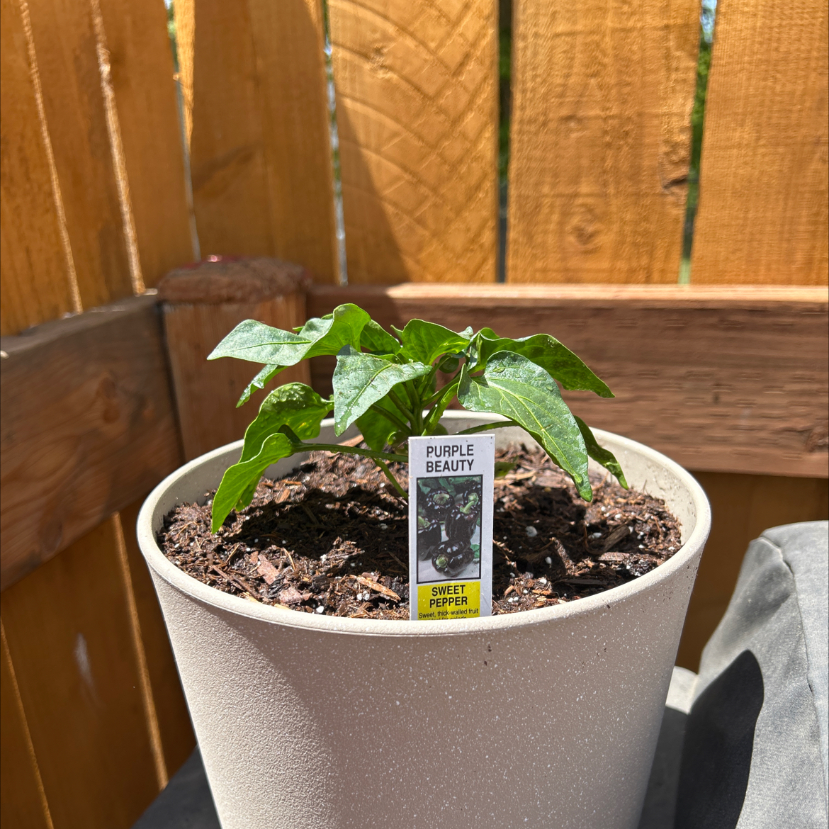 Photo of the plant species Sweet Pepper 'Purple Beauty' by @Morganbucky named Harper on Greg, the plant care app